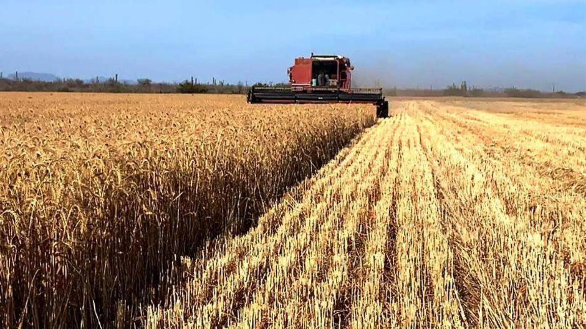 Cultivo de trigo en comondu